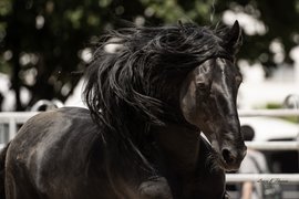 Das schwarze Gold aus Apulien - Cavallo Murgese