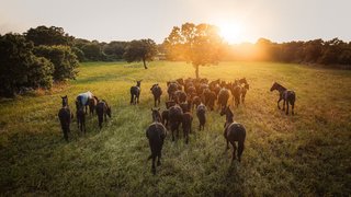 Das schwarze Gold aus Apulien - Cavallo Murgese