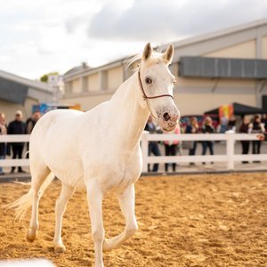 Reitsportmesse 2025, Messeimpression