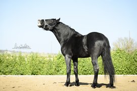 Das schwarze Gold aus Apulien - Cavallo Murgese