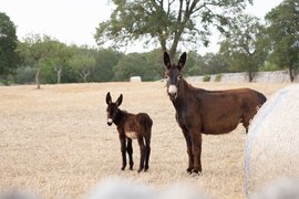 Das schwarze Gold aus Apulien - Cavallo Murgese